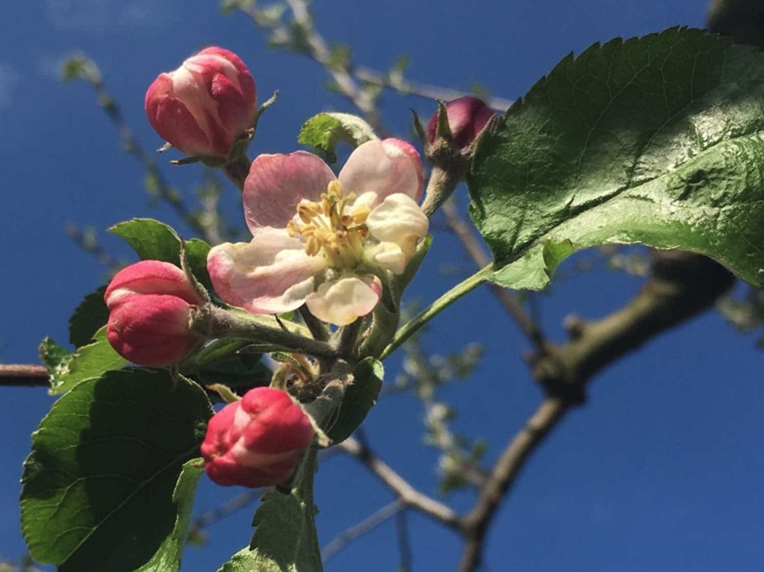 Apfelblüte an einem Ast vor blauem Himmel - Frühjahr